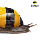 Как отключить смс рассылку Билайн