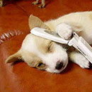 Как использовать «перезвони мне» на МТС