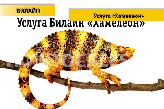Услуга Хамелеон от Билайн - отключение, подключение и описание услуги Хамелеон на Билайне